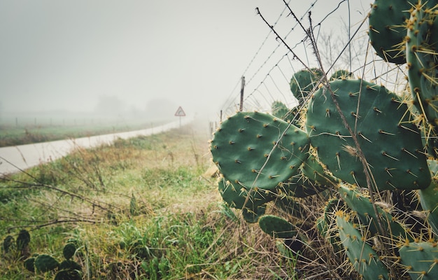 秋の霧のある風景の中の特徴的なスパイクまたは棘を持つサボテン植物のシャベル