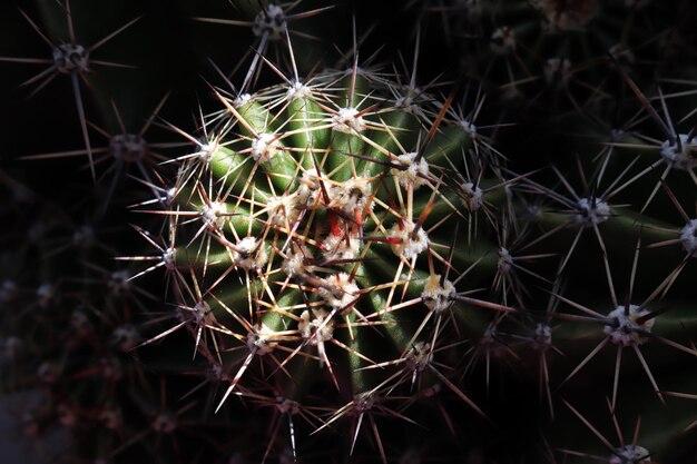 Cactus plant spines closeup texture background