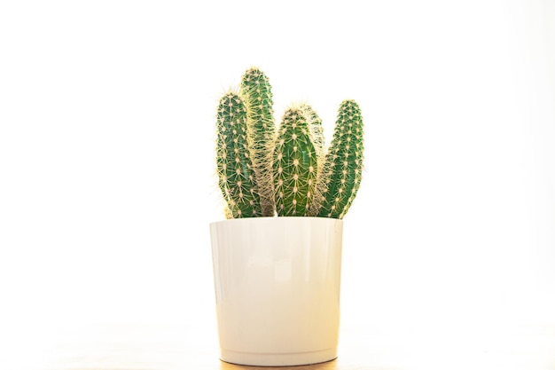 cactus plant thorny succulents evergreen indoor flower in flower pot copy space flora background