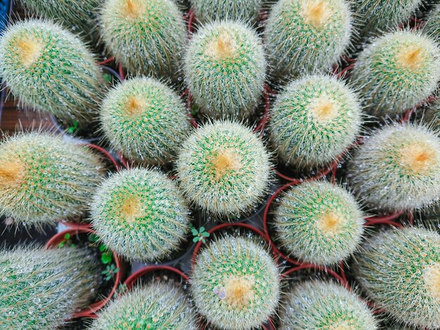 Cactus plant verlaat patroon.