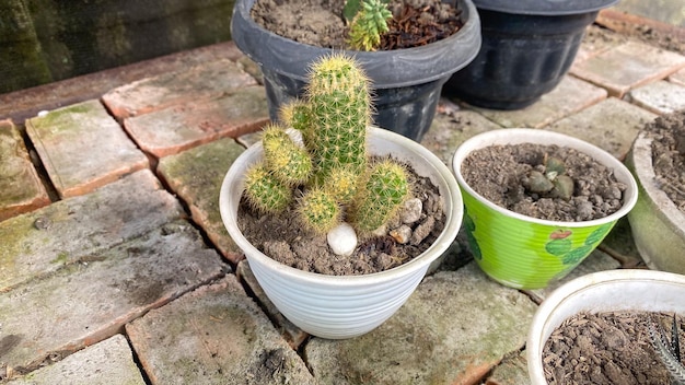 Foto una pianta di cactus in un vaso bianco con un vaso verde al centro.