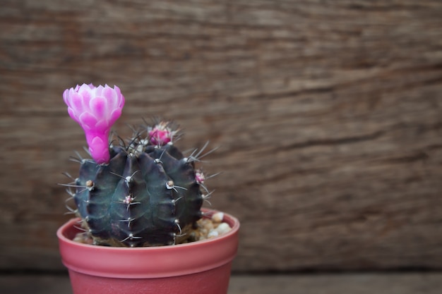 Pianta del cactus con il fiore rosa di fioritura su fondo di legno rustico
