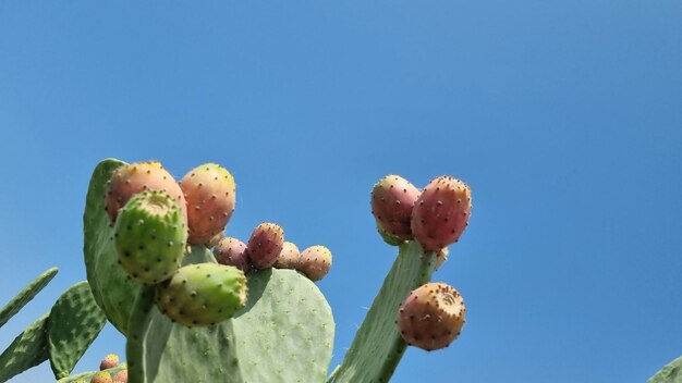 A cactus plant with fruit in the foreground