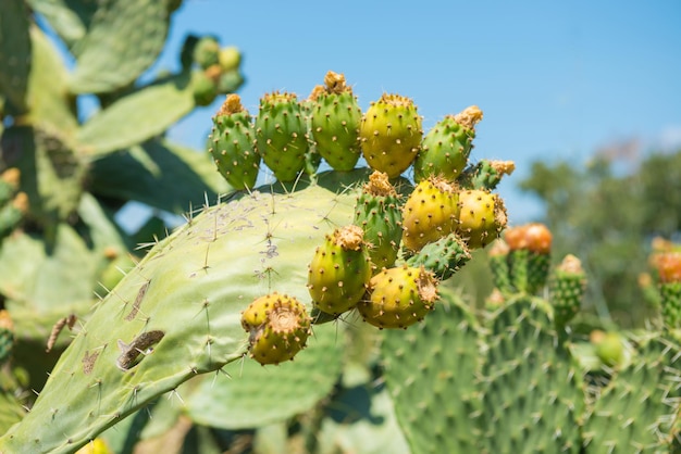 Foto pianta di cactus con frutti