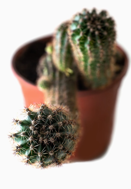 Cactus plant with needles in flower pot isolated