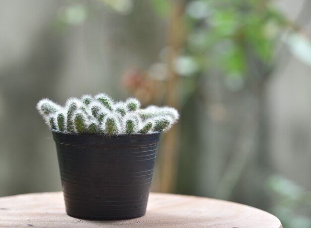 木製の背景にサボテンの植物