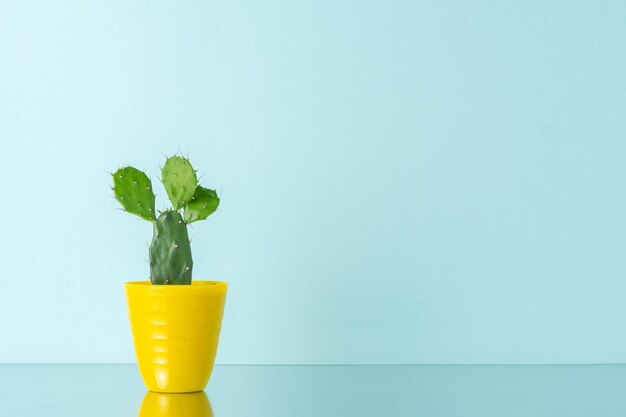 明るい背景に黄色の鍋にサボテンの植物 最小限の構成