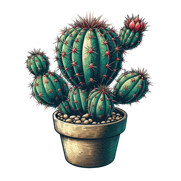 Photo cactus plant