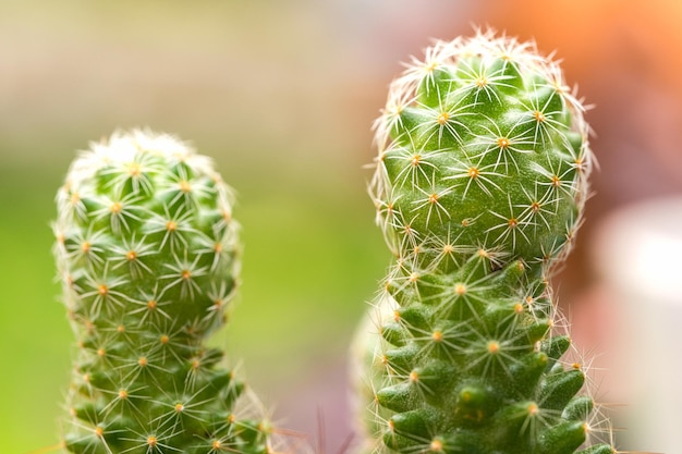 Cactus plant