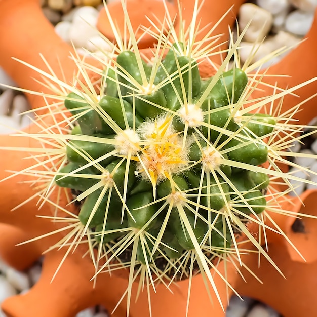 Foto cactus piantato nel giardino botanico