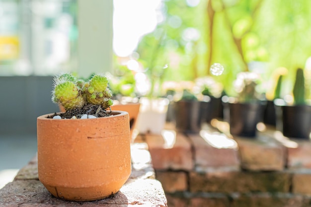 土鍋のクローズアップと選択的な焦点に植えられたサボテン