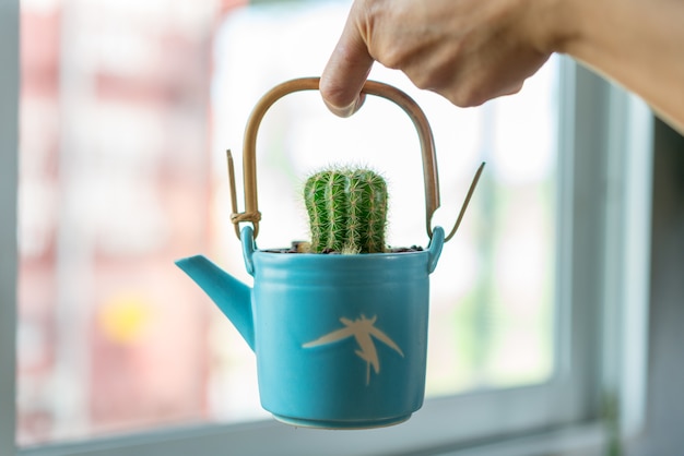 Cactus planted in pots 