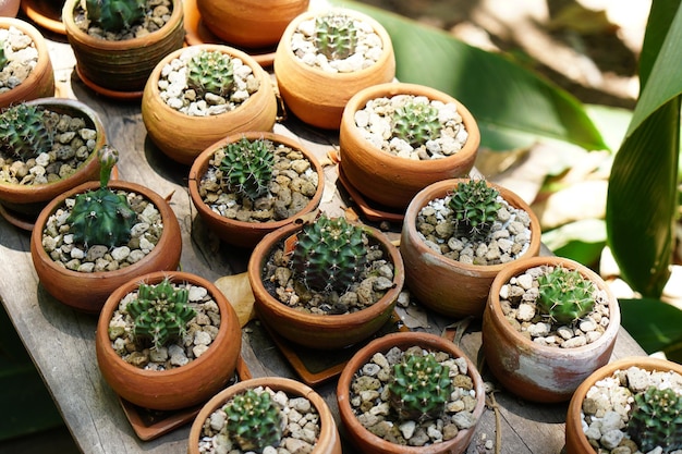 Cactus planted on the wooden floor in the resting corner