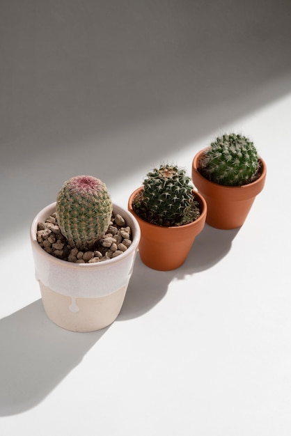 Cactus planten arrangement stilleven