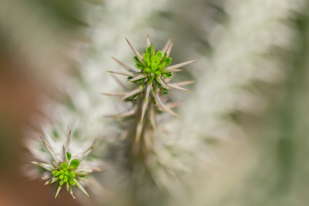 Cactus planten buitenshuis, kopie ruimte.