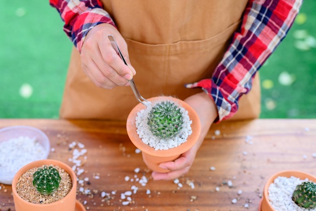 Cactus planten en boom laten groeien. Huis tuinieren en recreatie activiteit bij botanische tuin.