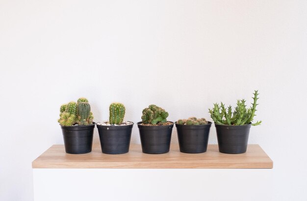 Cactus in a planting pot put on wood top home decor