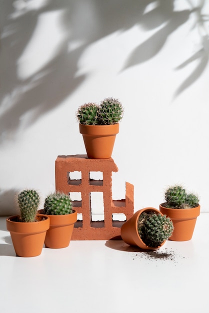 Photo cactus plants arrangement still life