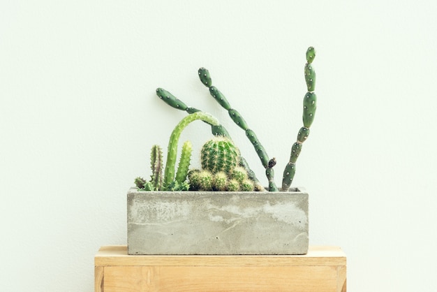 Foto piante del cactus in vaso del cemento su fondo d'annata