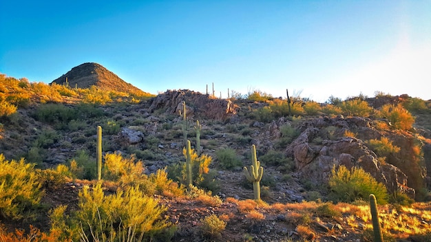 Foto piante di cactus nel deserto contro un cielo limpido