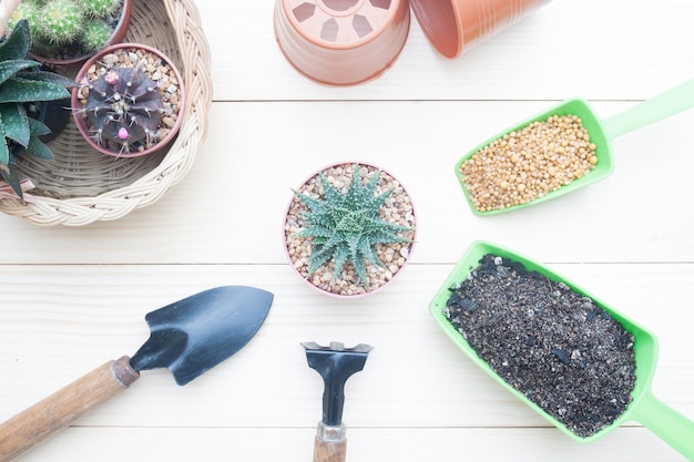 Cactus plants and garden tools on wooden background