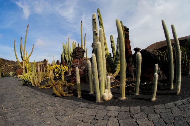 Foto piante di cactus che crescono sul campo contro il cielo