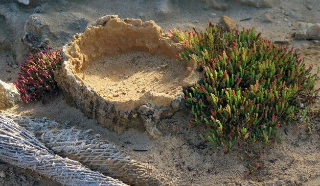 Piante di cactus che crescono sulla roccia