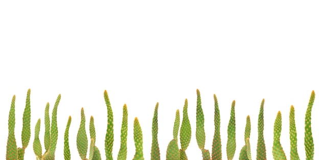 Cactus plants on isolated background