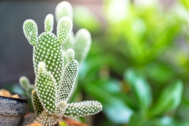 野生のサボテン植物