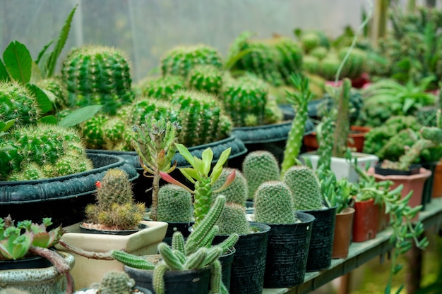 Cactus plants in pots arranged in the garden.