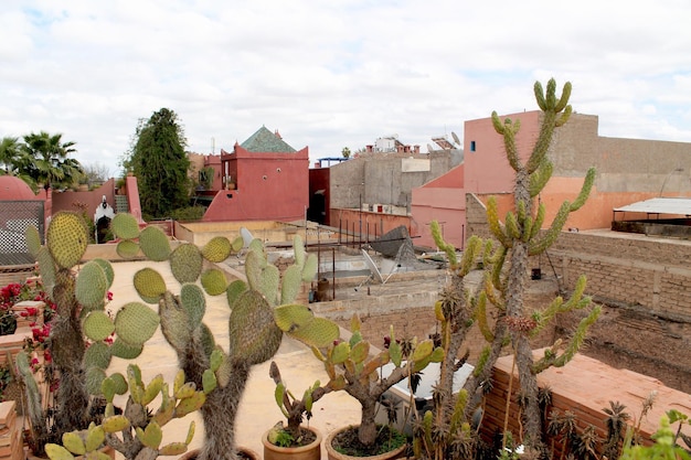 Foto piante di cactus sul tetto di un edificio