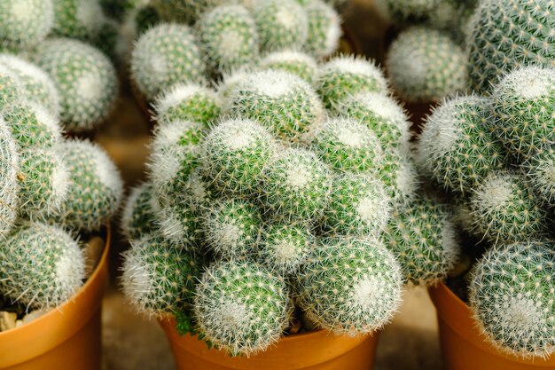 Cactus in vaso e sfondo