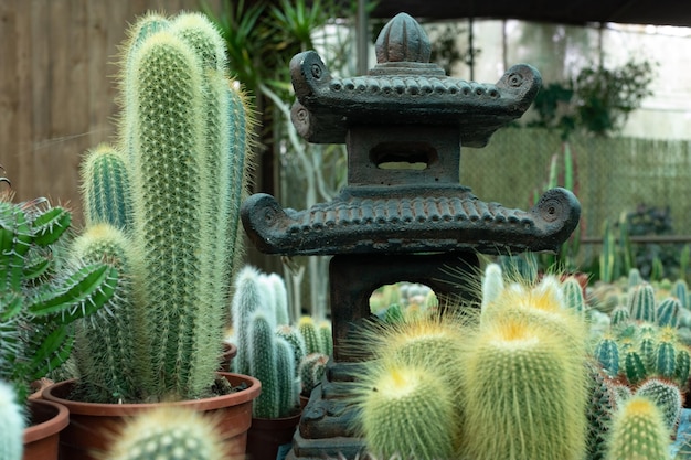 Cactus in a pot at the botanical garden, Spain.