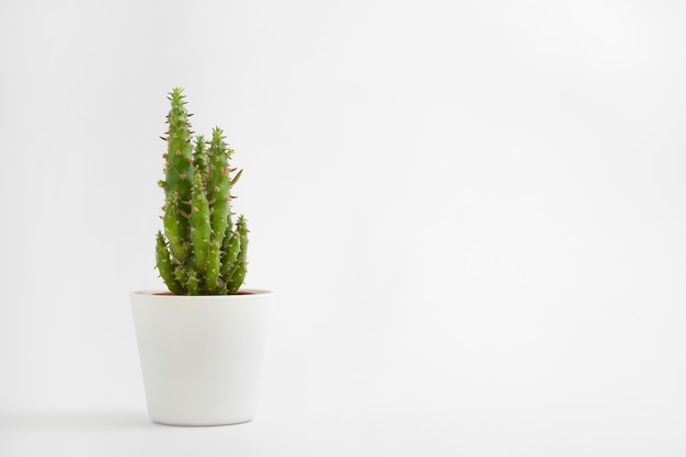 Cactus pot isolated on a white background and brown clay pot, view with copy space for input the text. Designer workspace on the office table, Green Cactus Flower.