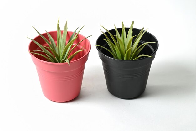 cactus in a pot isolated on white background