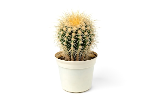 Cactus in a pot isolated on white wall.