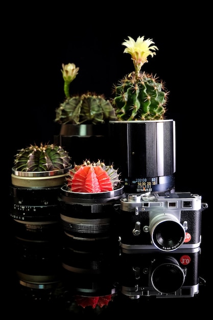 Vaso di cactus realizzato con vecchi obiettivi per fotocamere