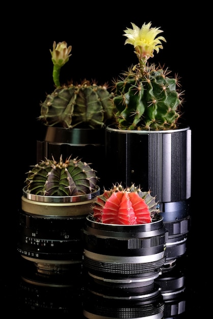 Vaso di cactus realizzato con vecchi obiettivi per fotocamere