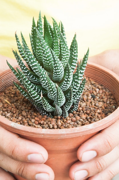 Photo cactus in pot plant on hands