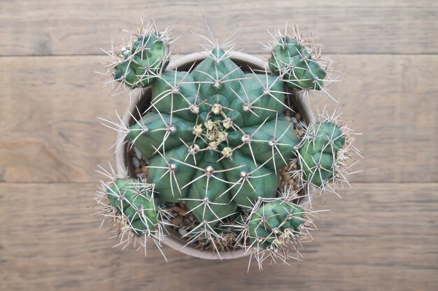 Cactus in pot plant with growing stem