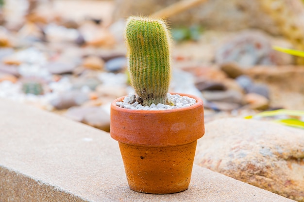 cactus in pot on rock