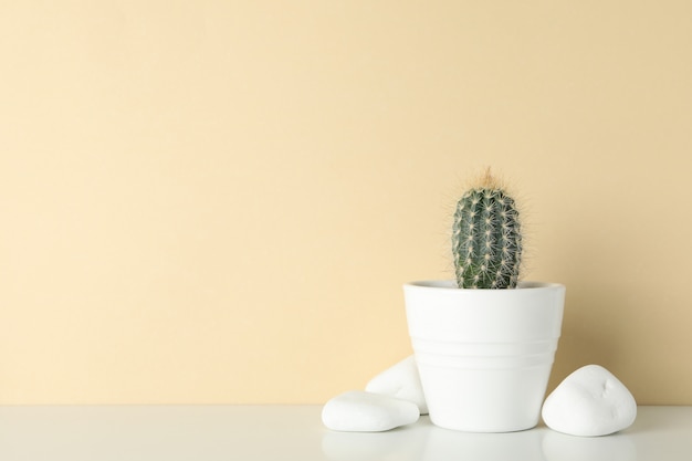 Cactus in pot and stones against beige surface