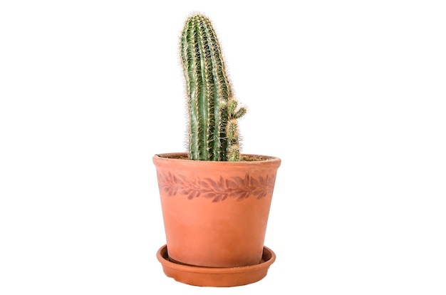 cactus in a pot on a white surface.