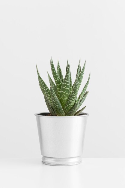 Cactus in a pot on a white table