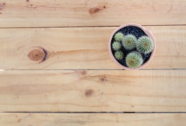 cactus in pot on wooden table background
