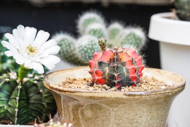 Cactus in pot on wooden table