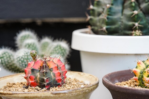 Cactus in pot on wooden table