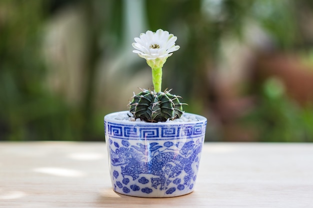 Cactus in pot on wooden table