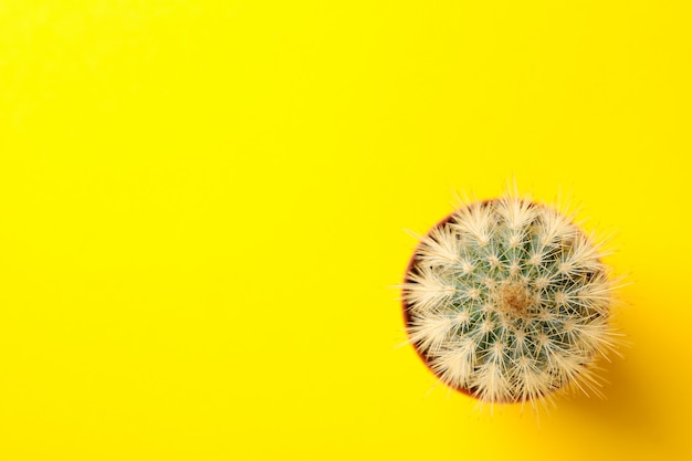 Cactus in pot on yellow surface