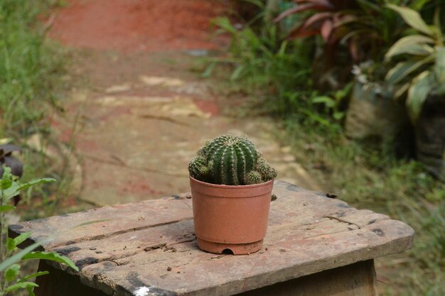 Photo cactus pot